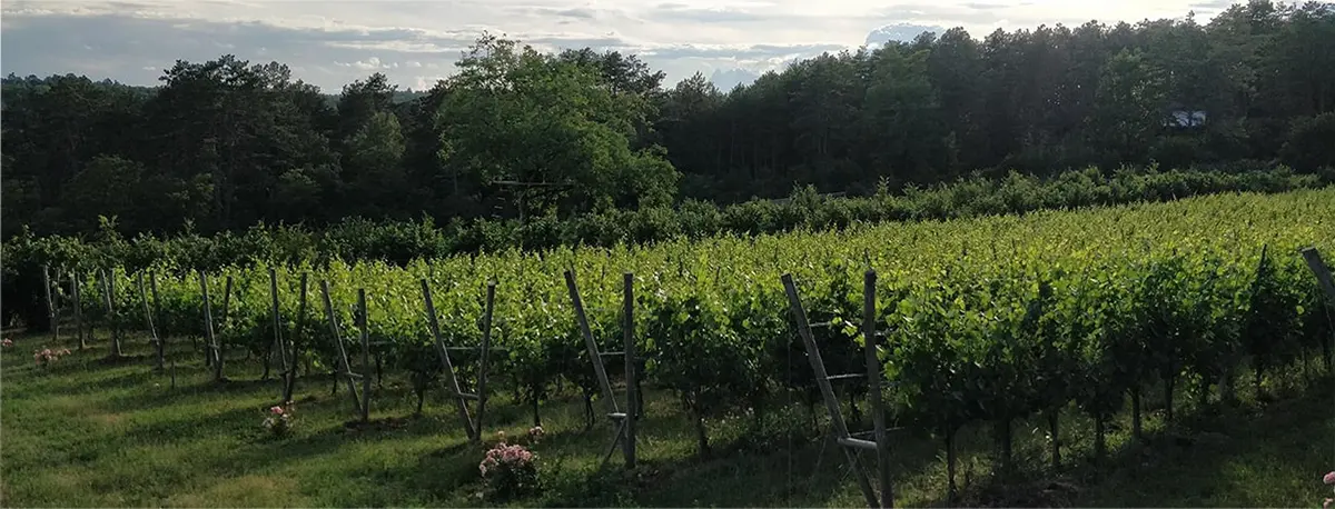 Les vignes en lyre du clos