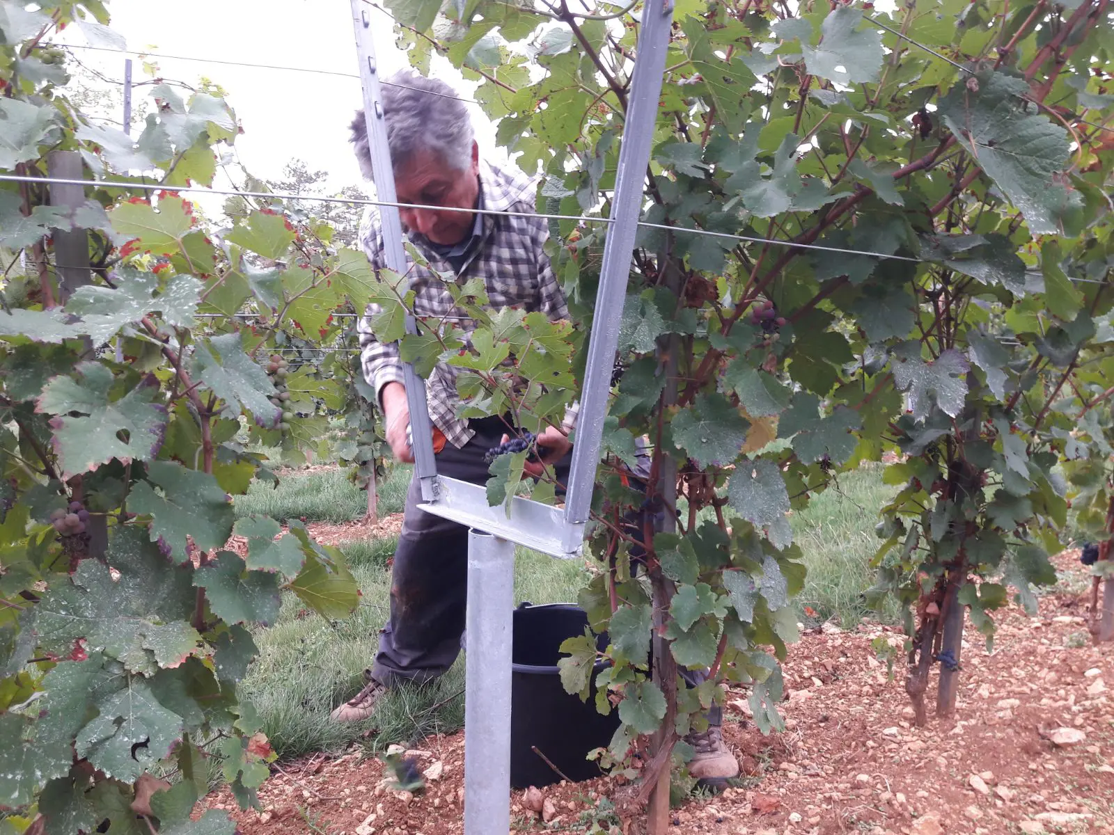 Jean-Louis in his vineyard