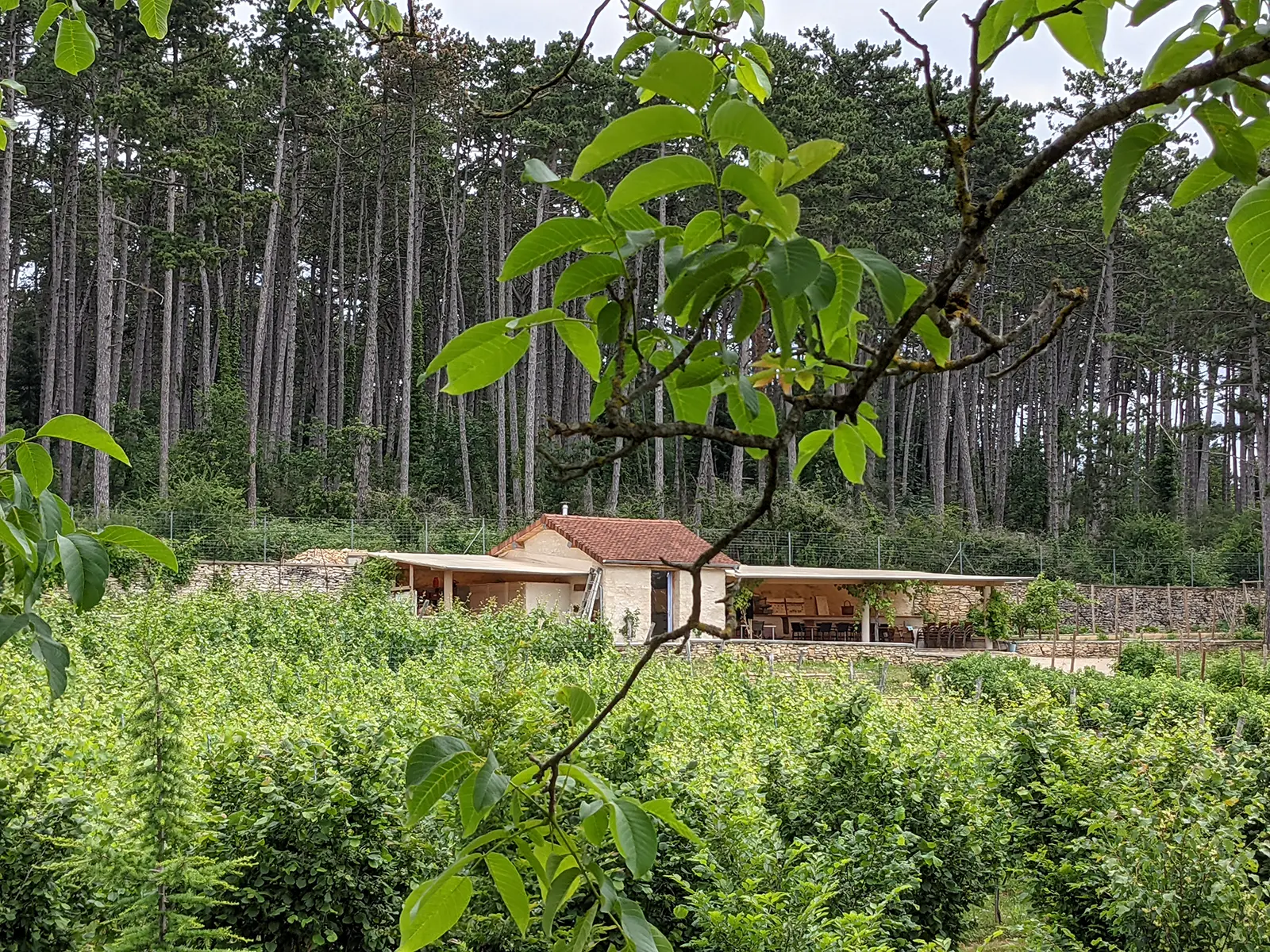 Permaculture plantings