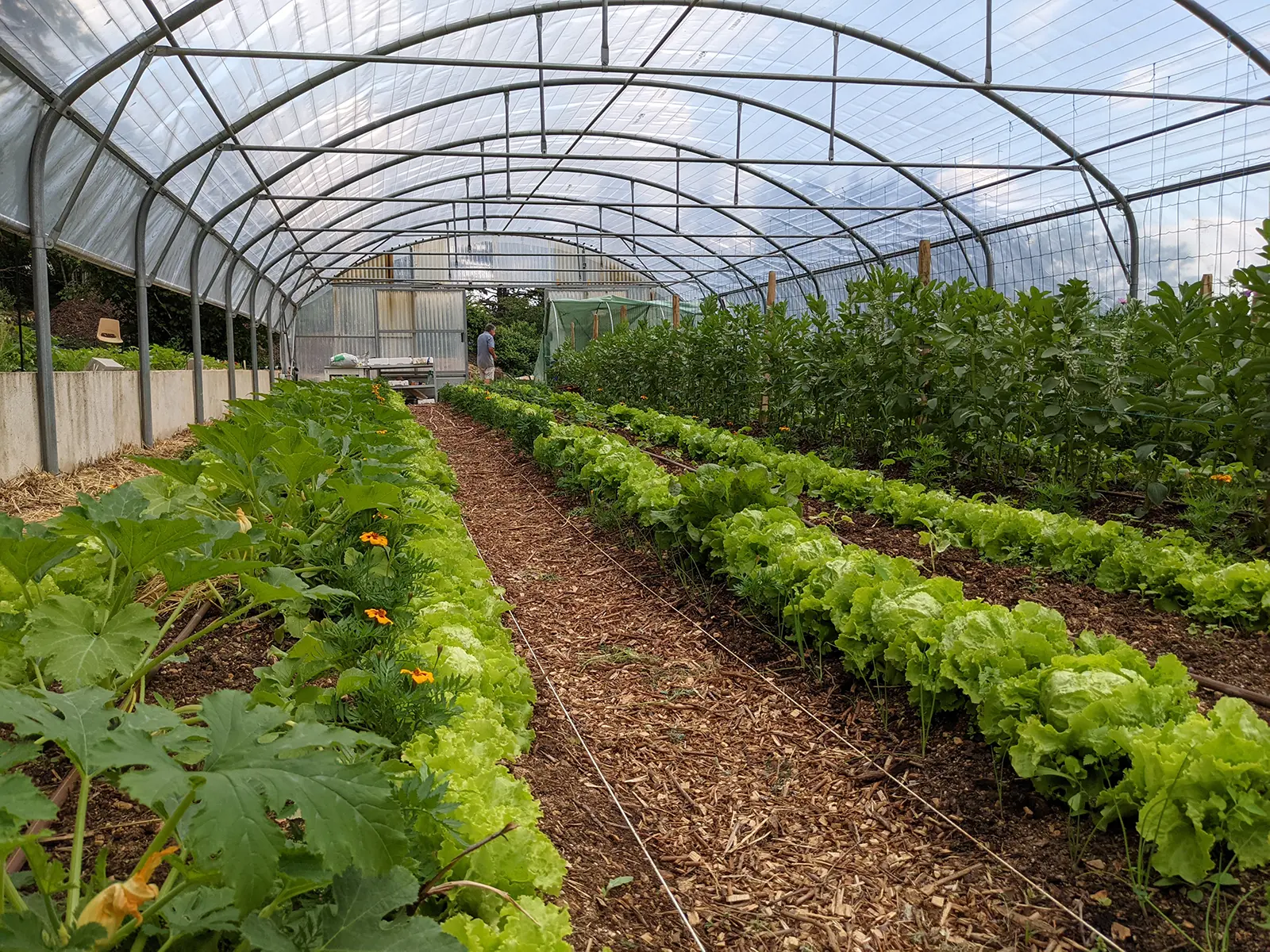 Permaculture vegetable garden under greenhouse