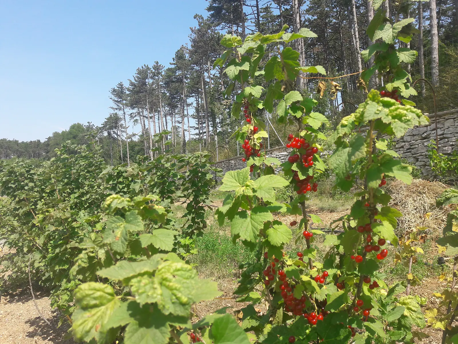 Redcurrants in full sunlight