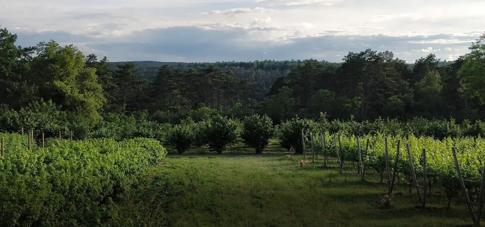 Vineyards of the Clos